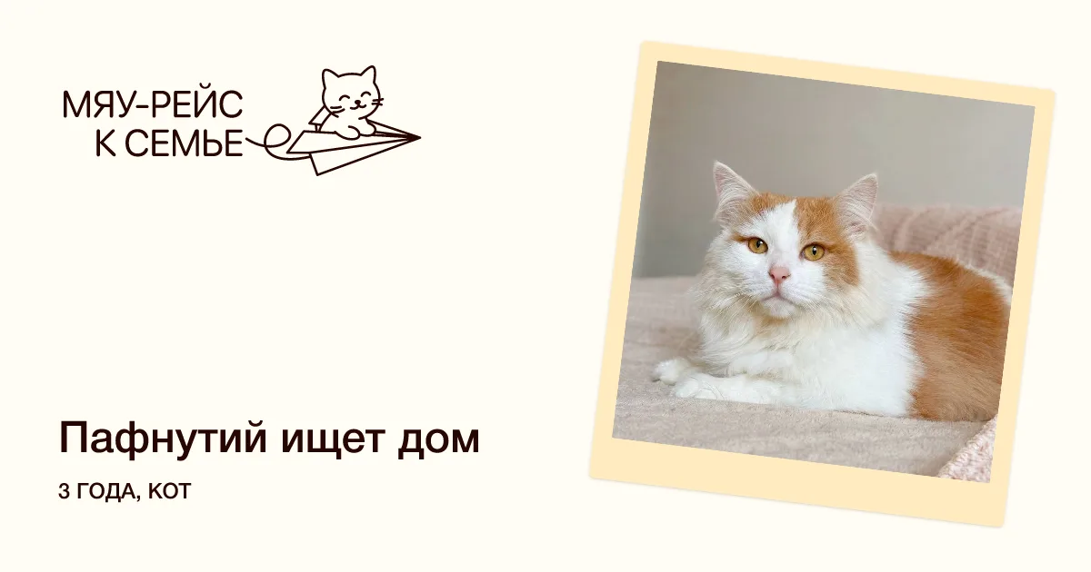 Кошка Пафнутий, кот, Meow Family, Москва. Фото 1 из 5.