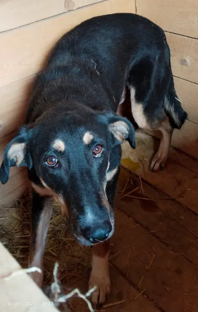 Хакер — собака, Москва