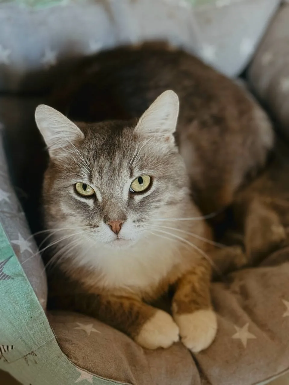 Кошка Повидло, кот, Meow Family, Москва. Фото 1 из 3.