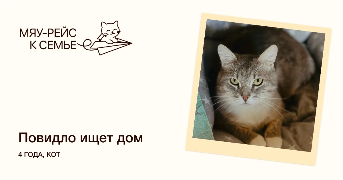 Кошка Повидло, кот, Meow Family, Москва. Фото 1 из 4.