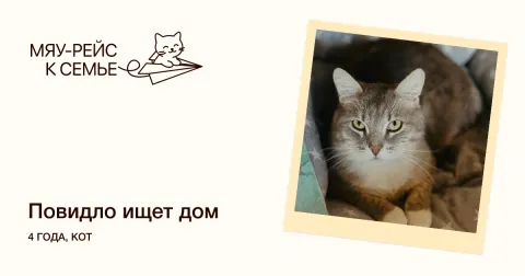 Повидло — кошка Около 4 лет, Москва