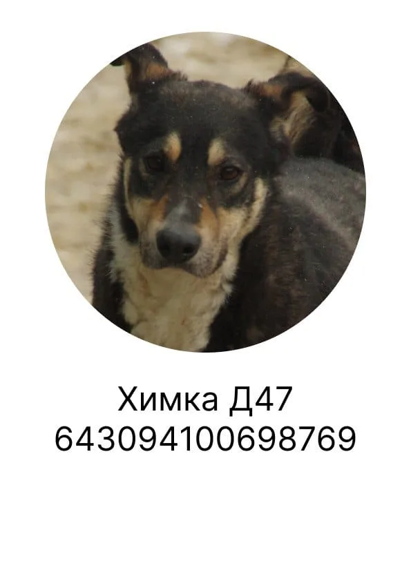 Собака Химка, сука, Приют Малинки (Кожухово), Москва. Фото 1 из 1.