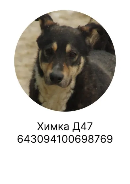 Химка — собака, Москва