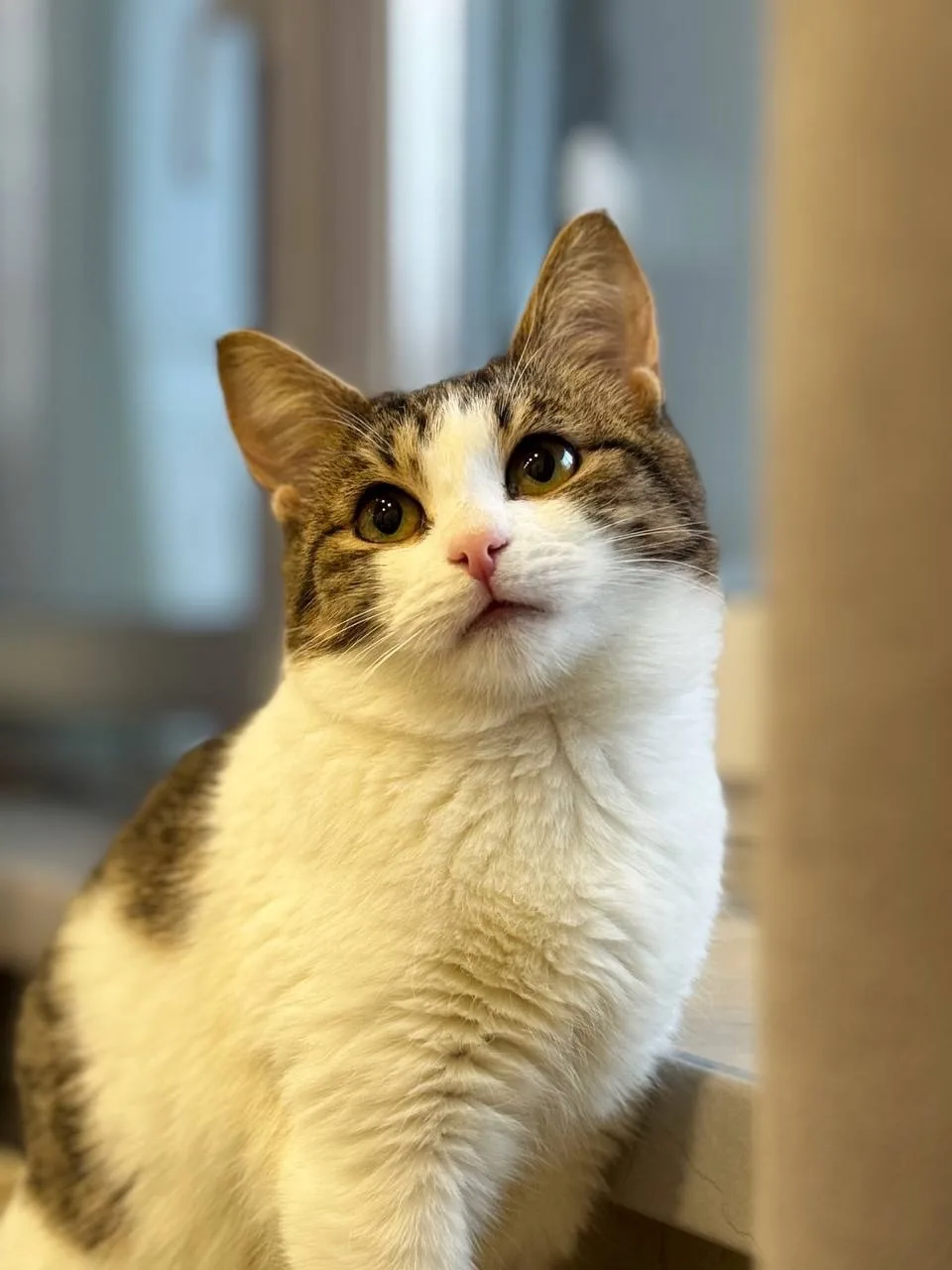 Котенок Пармезан, кот, Meow Family, Москва. Фото 2 из 2.