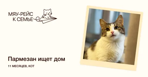 Пармезан — кошка Около 1 года, Москва
