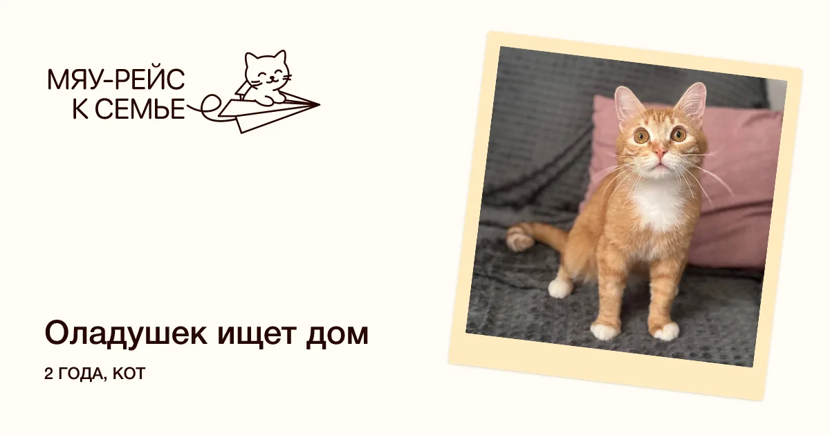 Кошка Оладушек, кот, Meow Family, Москва. Фото 1 из 4.