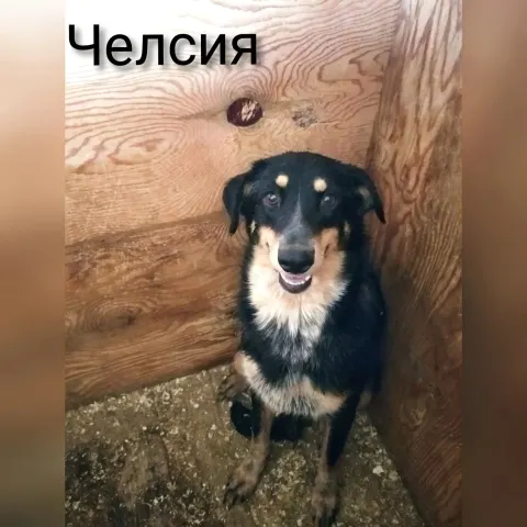 Челсия — собака 11 лет, Москва