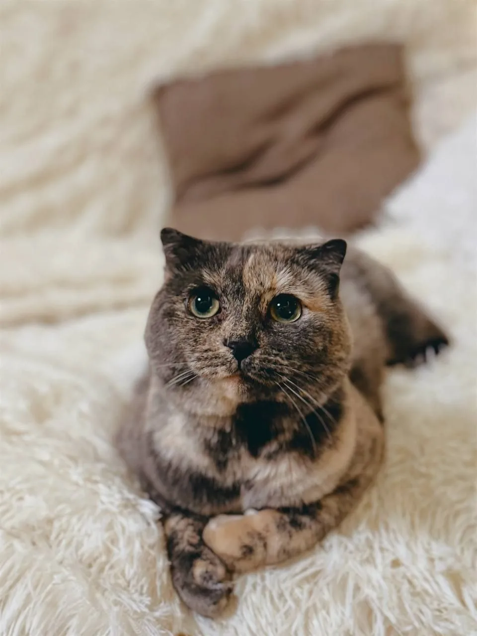 Кошка Паприка, кошка, Meow Family, Москва. Фото 2 из 4.