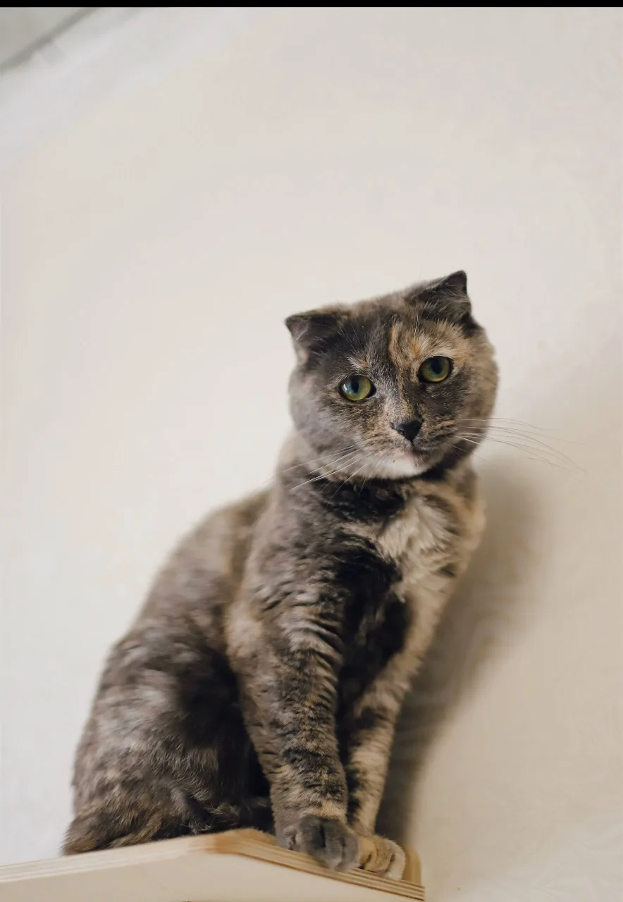 Кошка Паприка, кошка, Meow Family, Москва. Фото 3 из 4.