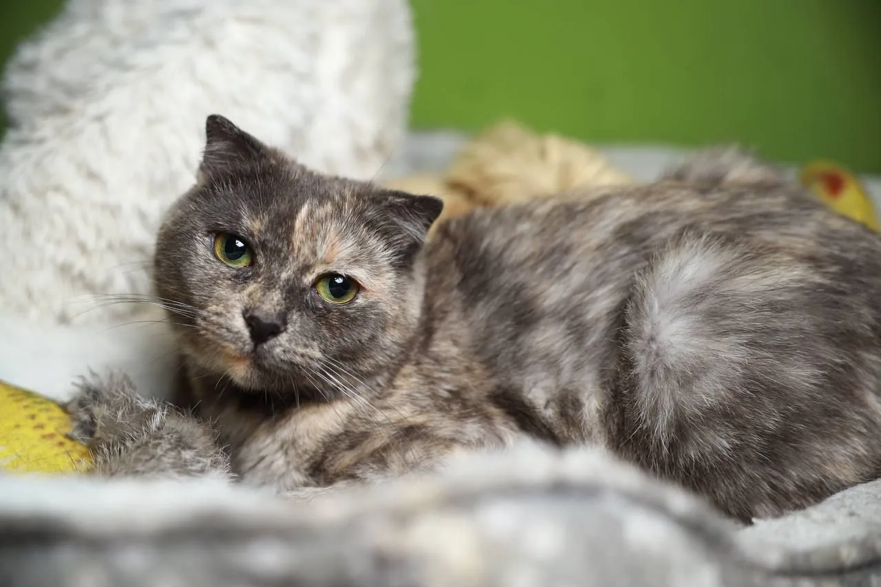 Кошка Паприка, кошка, Meow Family, Москва. Фото 1 из 4.