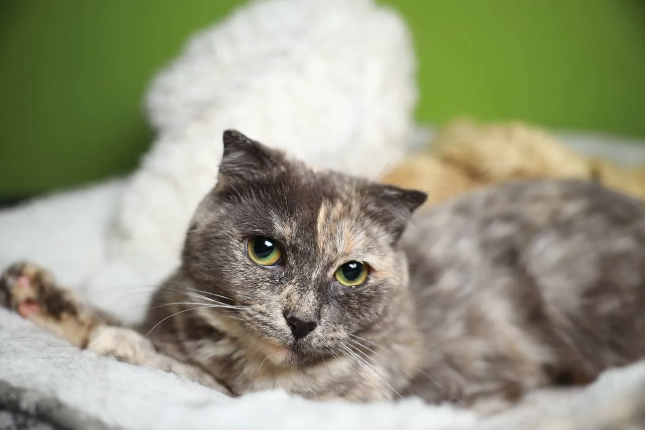 Кошка Паприка, кошка, Meow Family, Москва. Фото 4 из 4.