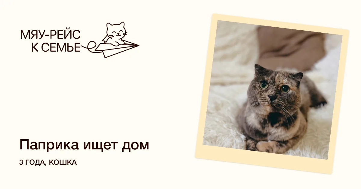 Кошка Паприка, кошка, Meow Family, Москва. Фото 5 из 5.
