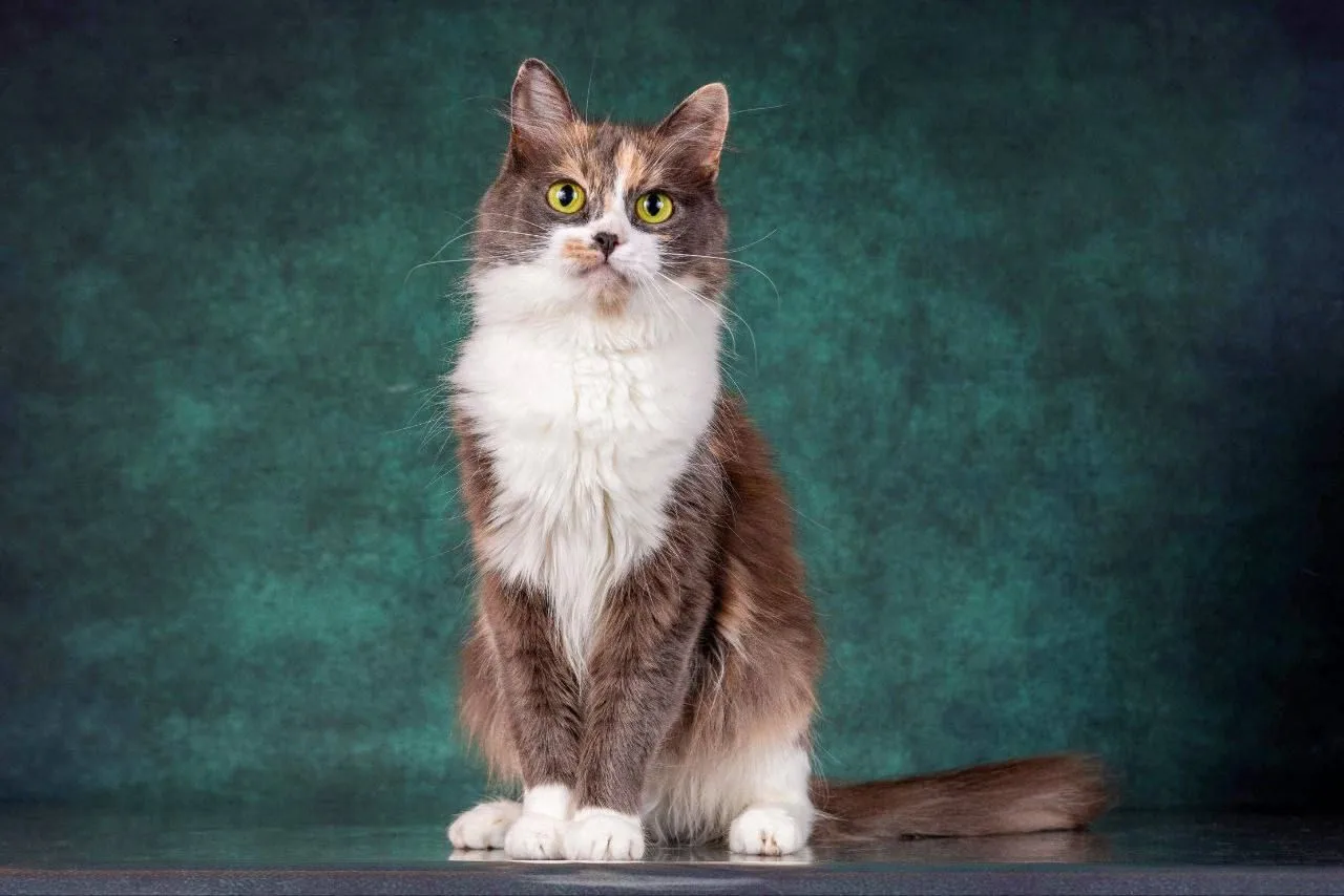 Кошка Афина, кошка, Meow Family, Москва. Фото 3 из 4.
