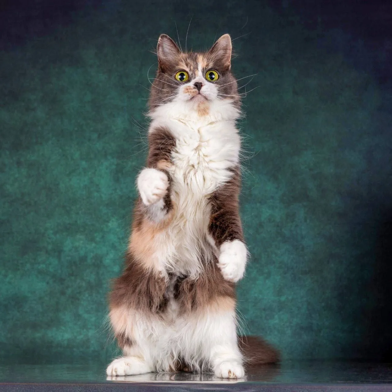 Кошка Афина, кошка, Meow Family, Москва. Фото 4 из 4.
