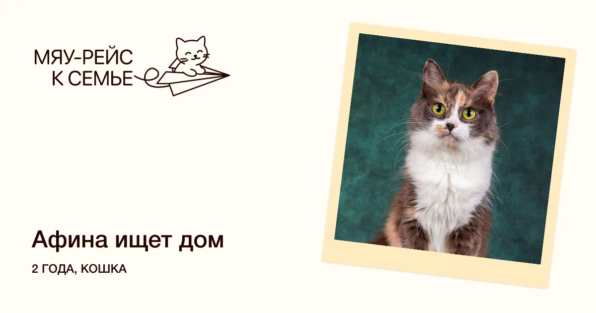 Кошка Афина, кошка, Meow Family, Москва. Фото 5 из 5.