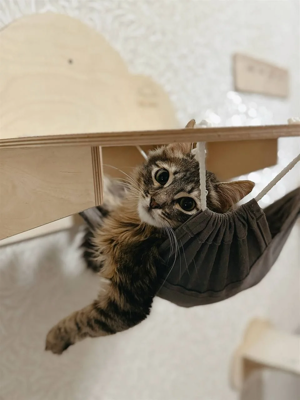 Котенок Абсент, кот, Meow Family, Москва. Фото 1 из 4.