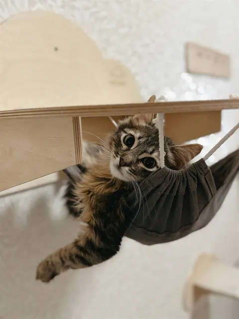 Абсент — котёнок 7 месяцев, Москва