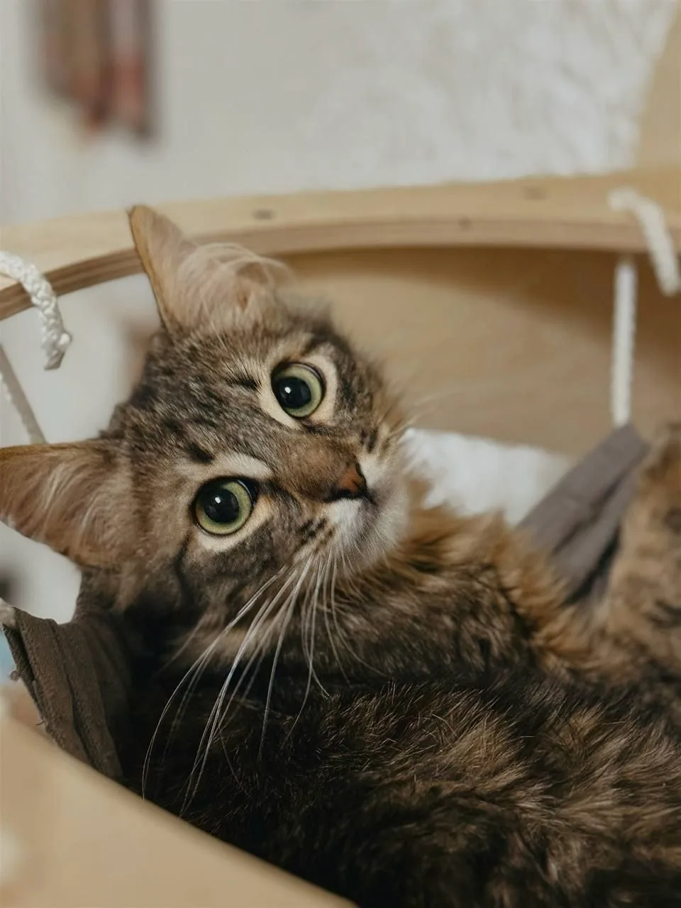 Котенок Абсент, кот, Meow Family, Москва. Фото 2 из 4.