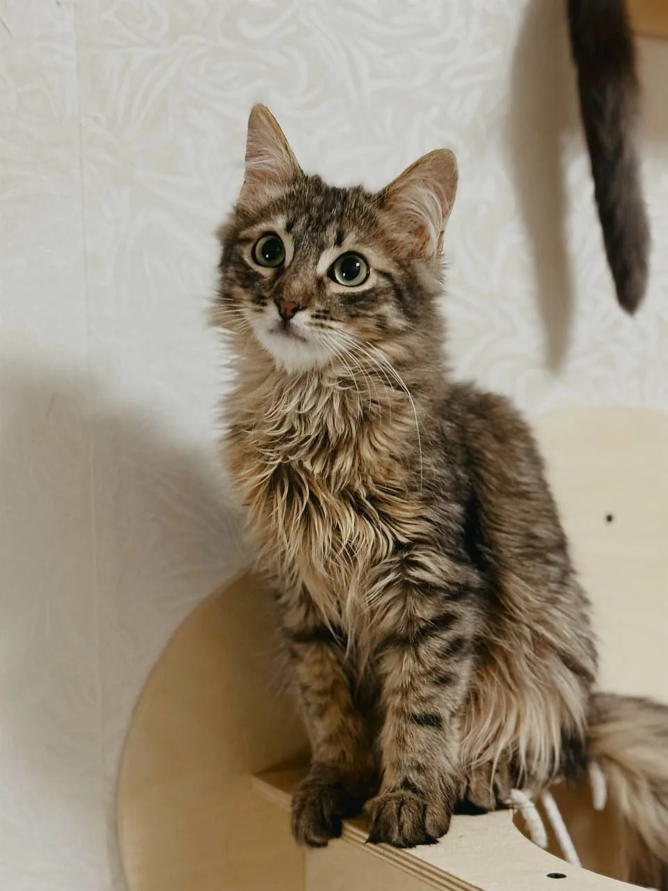 Котенок Абсент, кот, Meow Family, Москва. Фото 3 из 4.