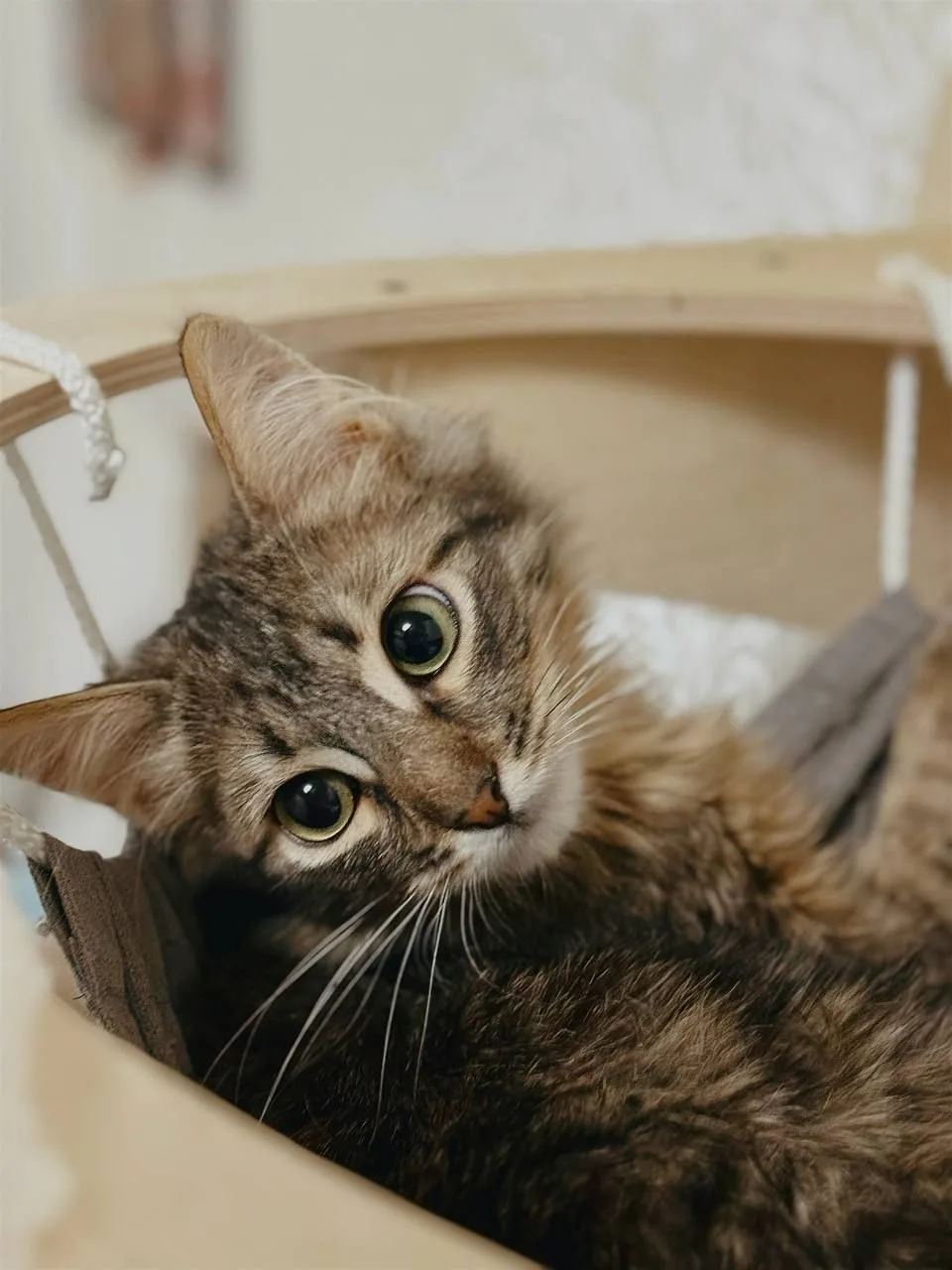 Котенок Абсент, кот, Meow Family, Москва. Фото 4 из 4.