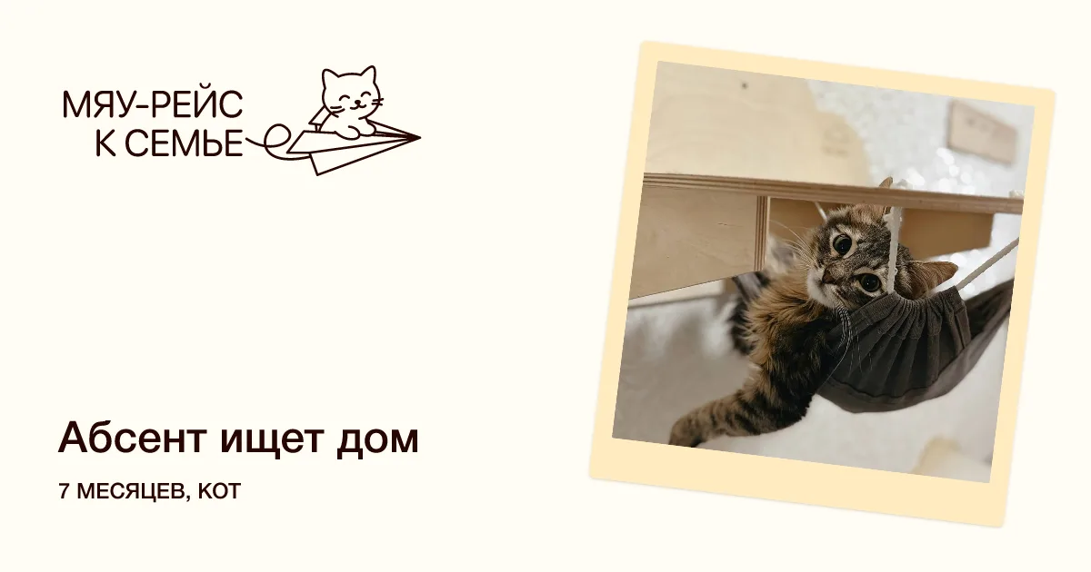 Котенок Абсент, кот, Meow Family, Москва. Фото 1 из 5.