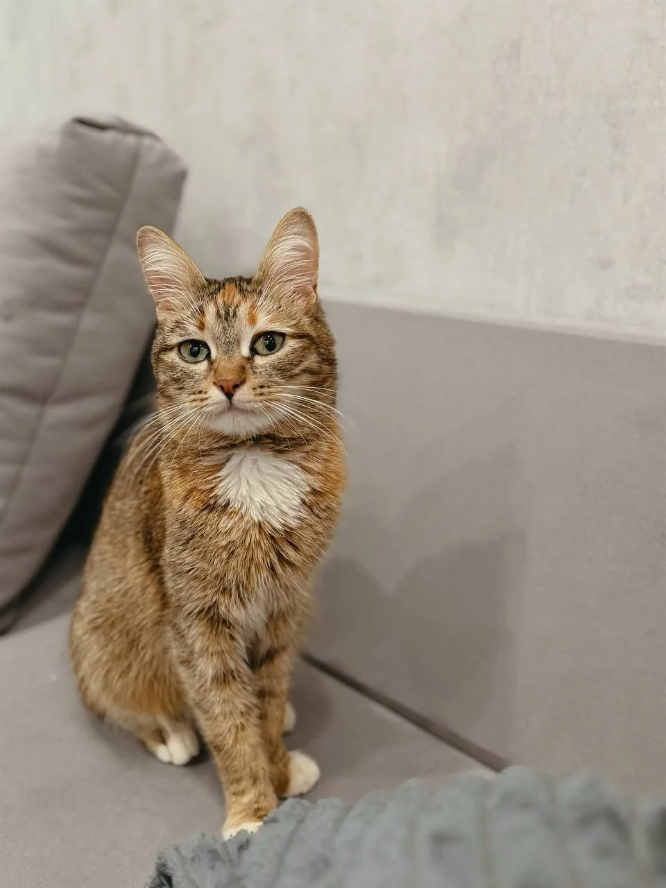 Кошка Мармеладка, кошка, Meow Family, Москва. Фото 2 из 5.