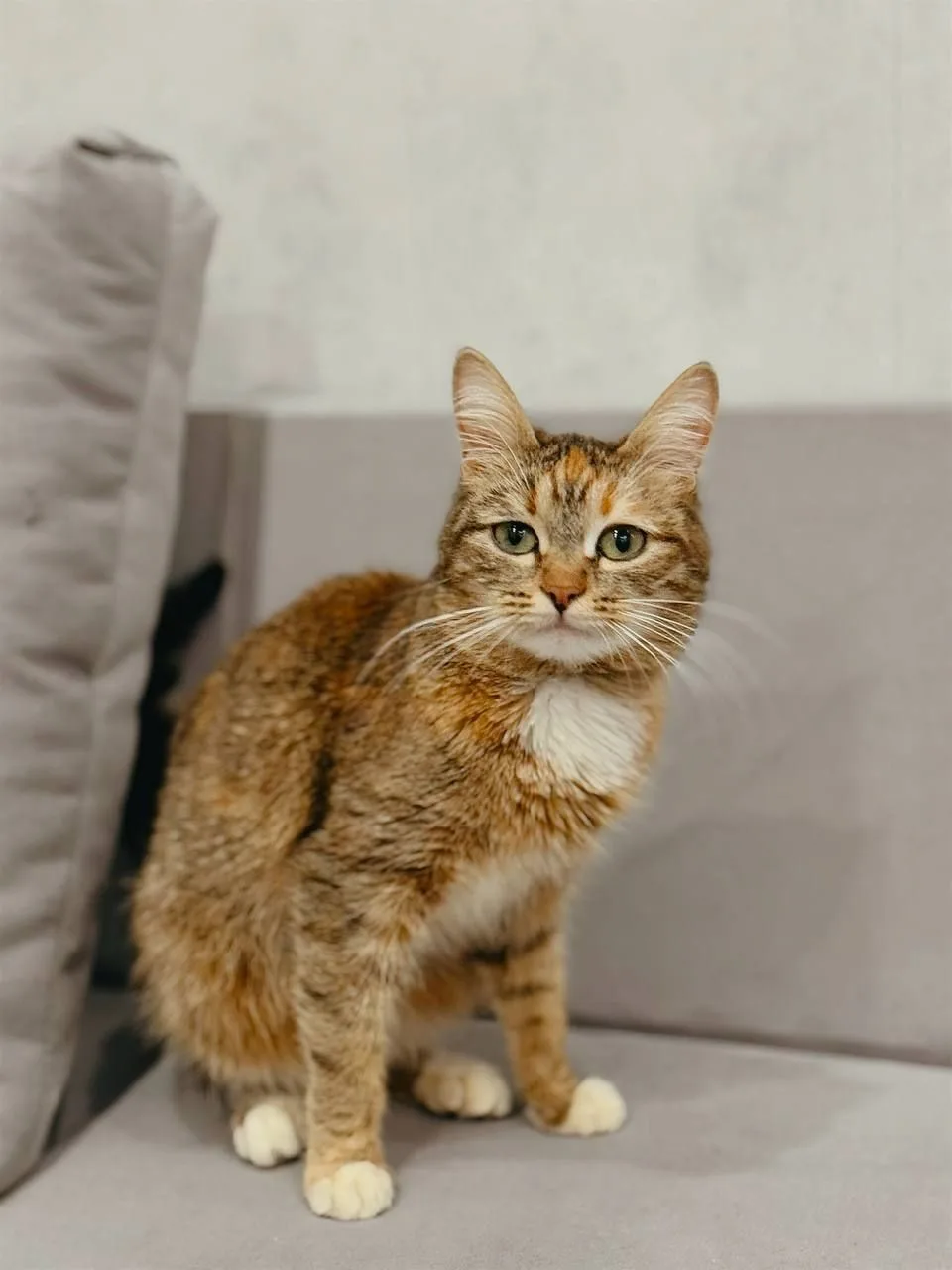 Кошка Мармеладка, кошка, Meow Family, Москва. Фото 3 из 5.