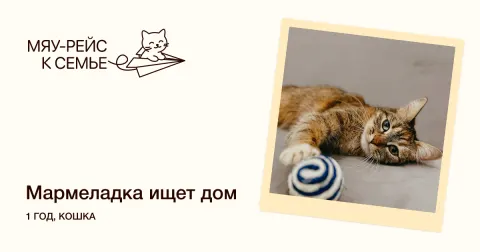 Мармеладка — кошка Около 1 года, Москва