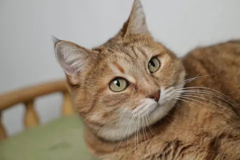 Шейла — кошка, Москва