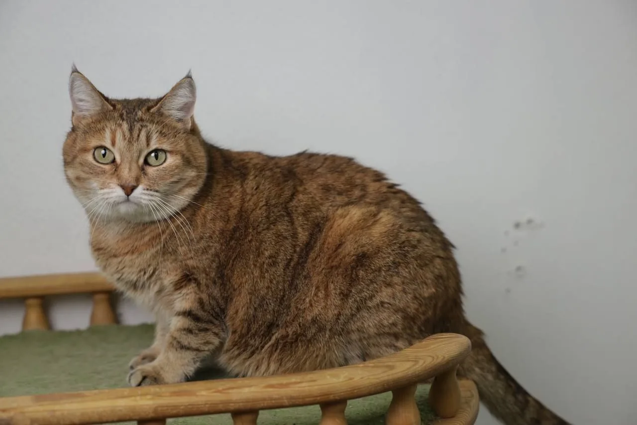 Кошка Шейла, кошка, Meow Family, Москва. Фото 2 из 11.