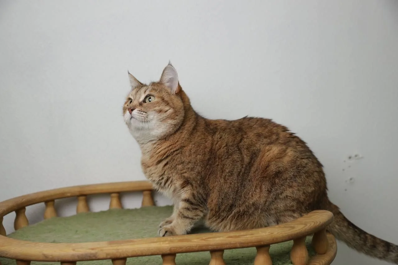 Кошка Шейла, кошка, Meow Family, Москва. Фото 3 из 11.