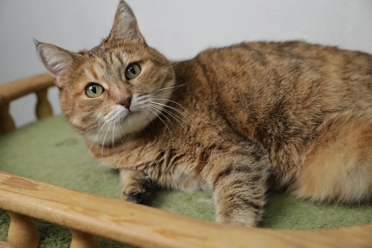 Кошка Шейла, кошка, Meow Family, Москва. Фото 4 из 11.
