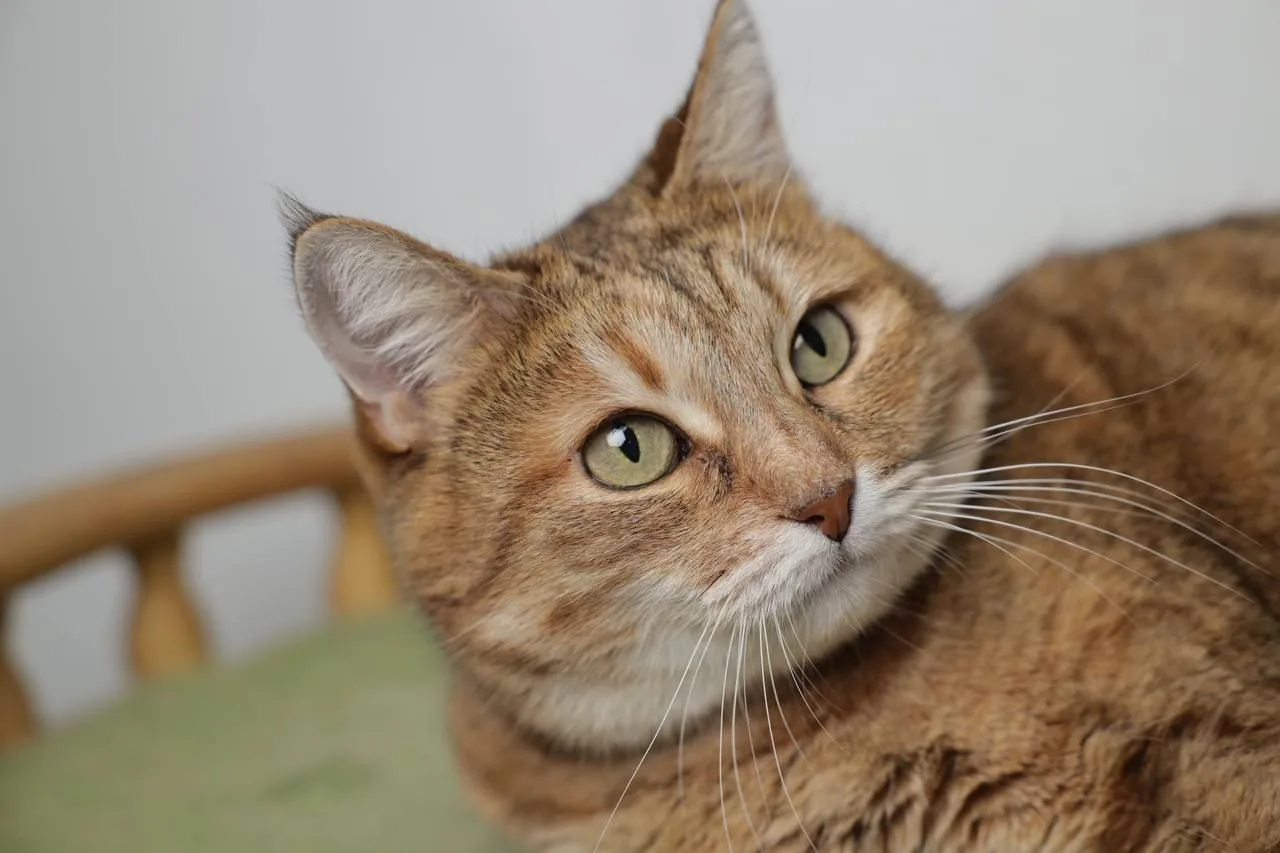 Кошка Шейла, кошка, Meow Family, Москва. Фото 5 из 11.