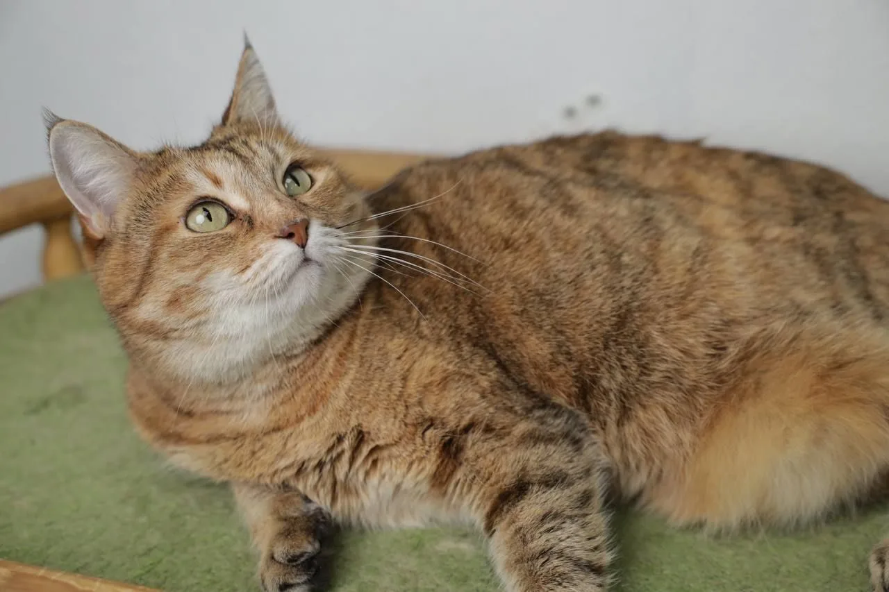 Кошка Шейла, кошка, Meow Family, Москва. Фото 6 из 11.