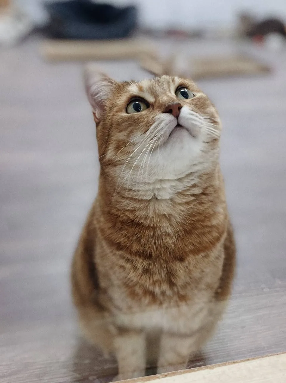 Кошка Шейла, кошка, Meow Family, Москва. Фото 7 из 11.