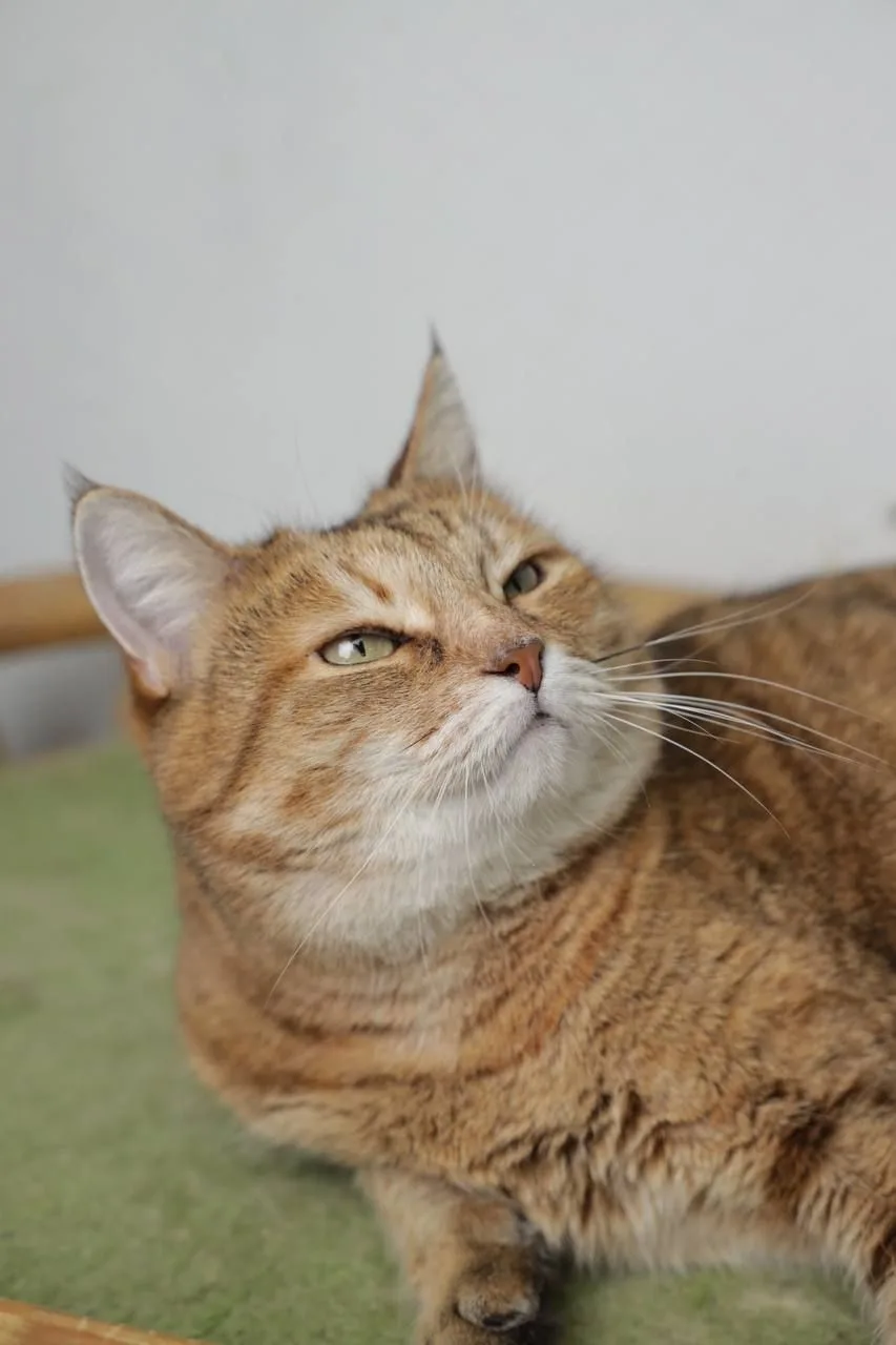 Кошка Шейла, кошка, Meow Family, Москва. Фото 8 из 11.