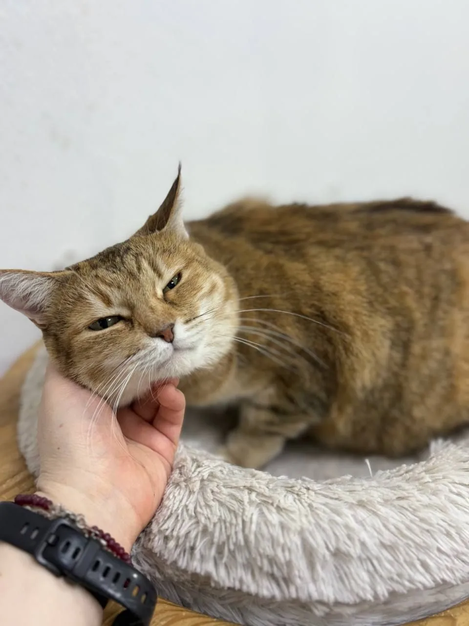 Кошка Шейла, кошка, Meow Family, Москва. Фото 10 из 11.