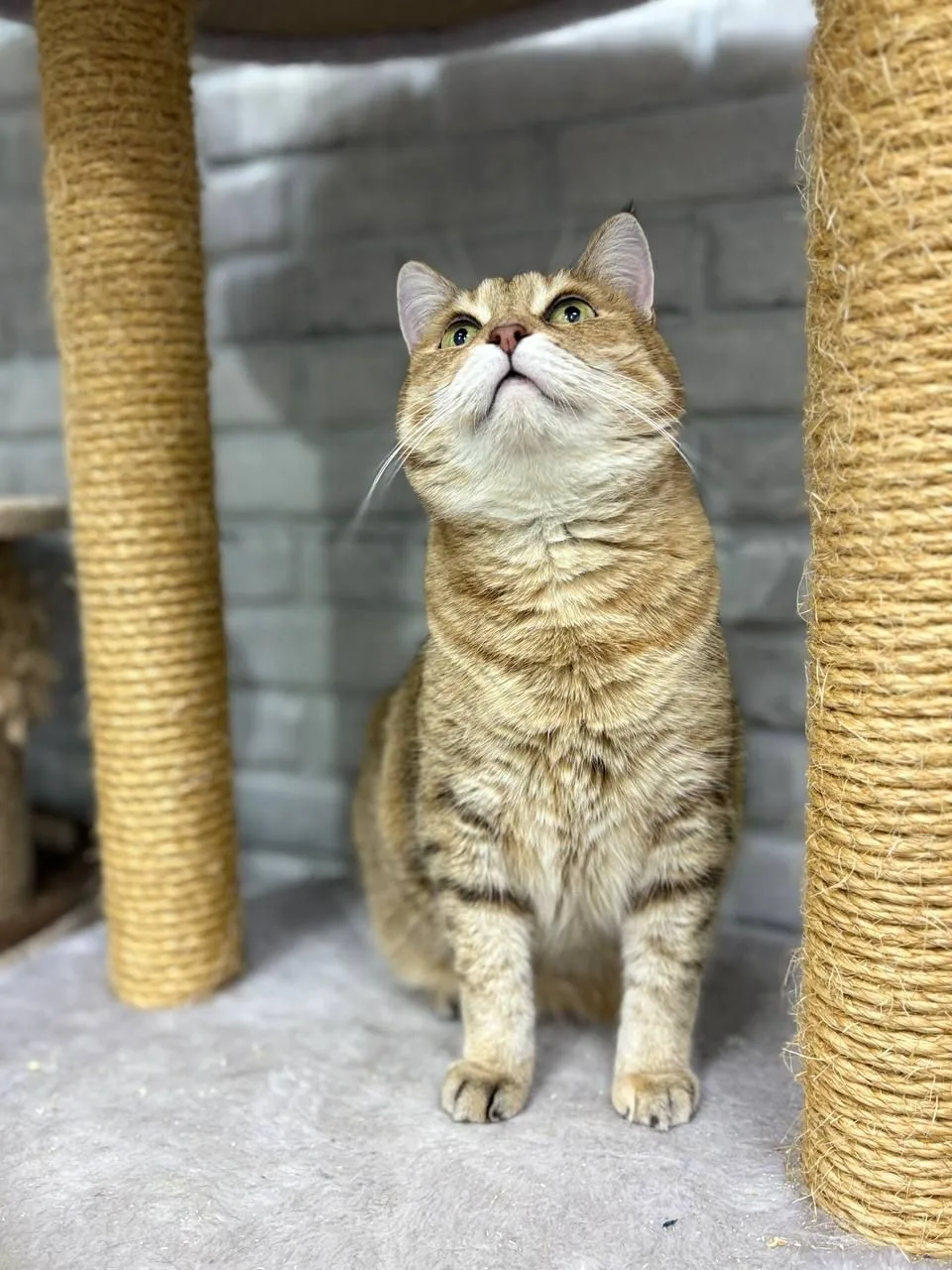 Кошка Шейла, кошка, Meow Family, Москва. Фото 11 из 11.