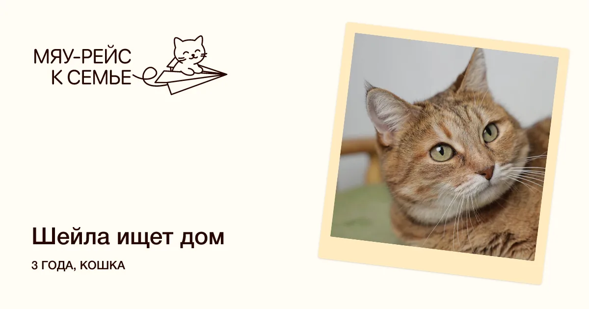 Кошка Шейла, кошка, Meow Family, Москва. Фото 12 из 12.