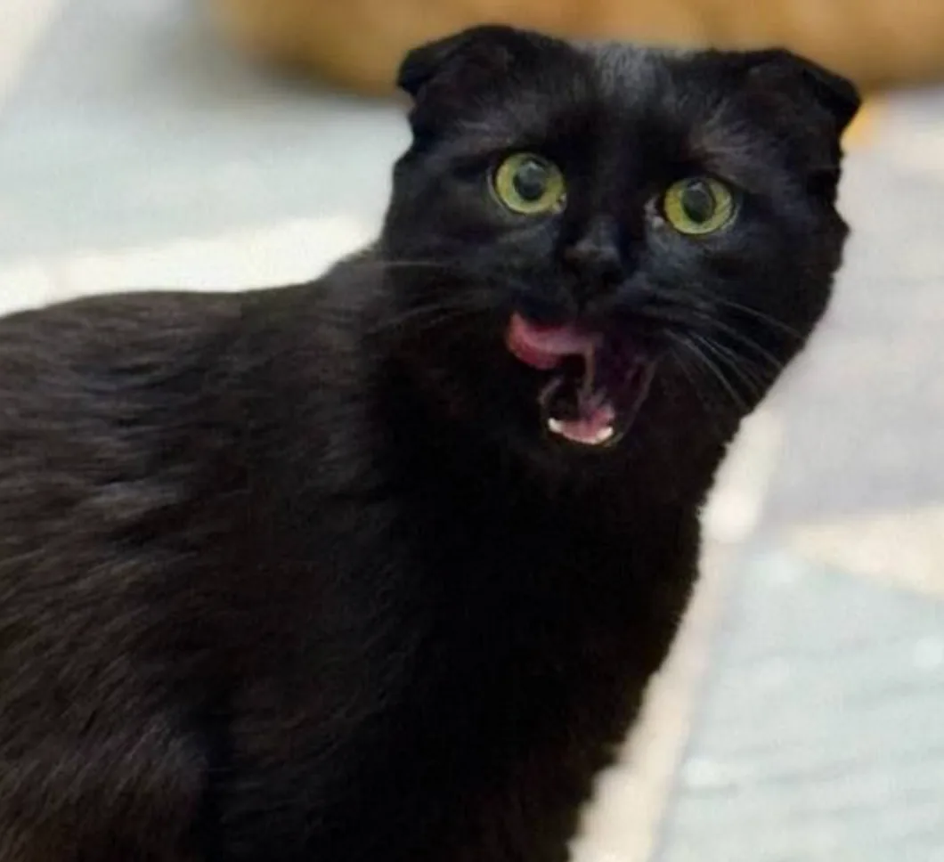 Кошка Венера, кошка, Meow Family, Москва. Фото 1 из 2.