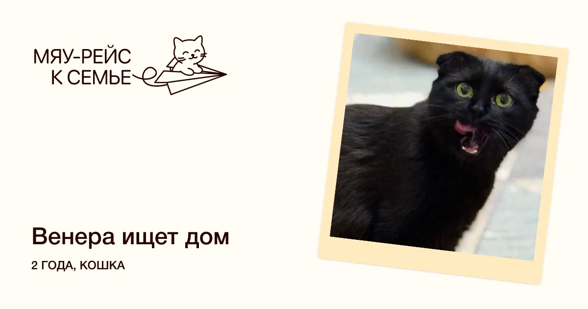 Кошка Венера, кошка, Meow Family, Москва. Фото 1 из 2.