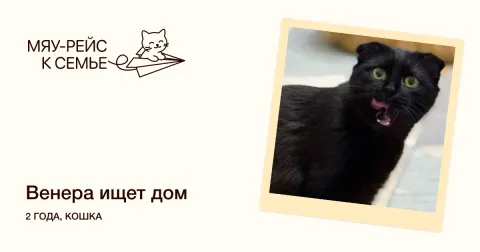 Венера — кошка Около 2 лет, Москва
