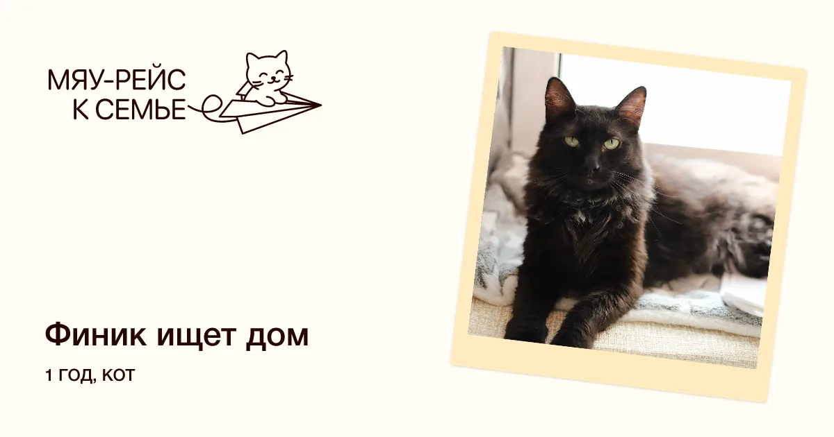 Кошка Финик, кот, Meow Family, Москва. Фото 1 из 2.