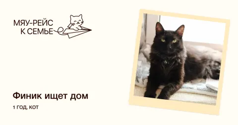 Финик — кошка Около 1 года, Москва