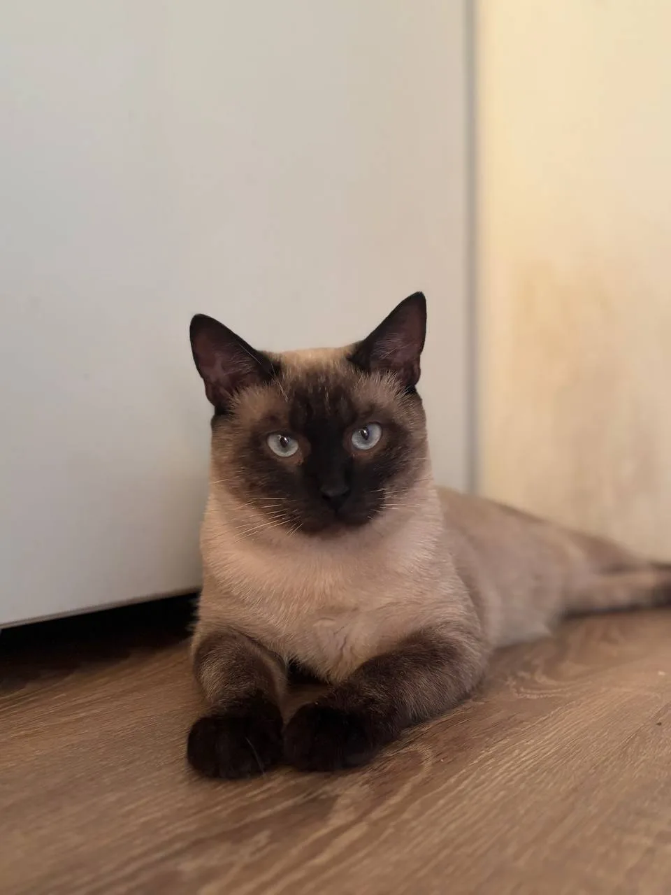 Кошка Бренди, кот, Meow Family, Москва. Фото 1 из 3.