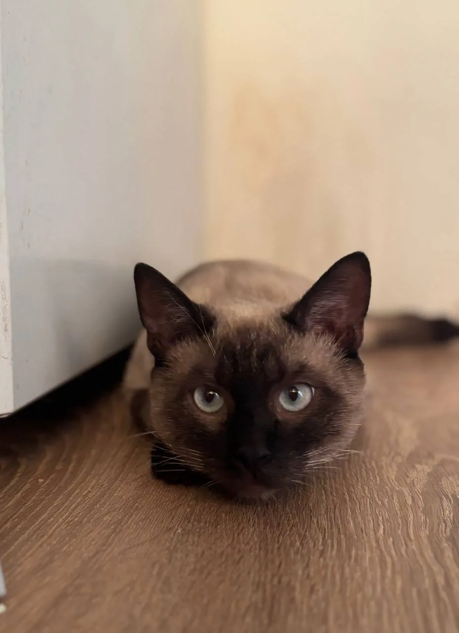 Кошка Бренди, кот, Meow Family, Москва. Фото 2 из 3.