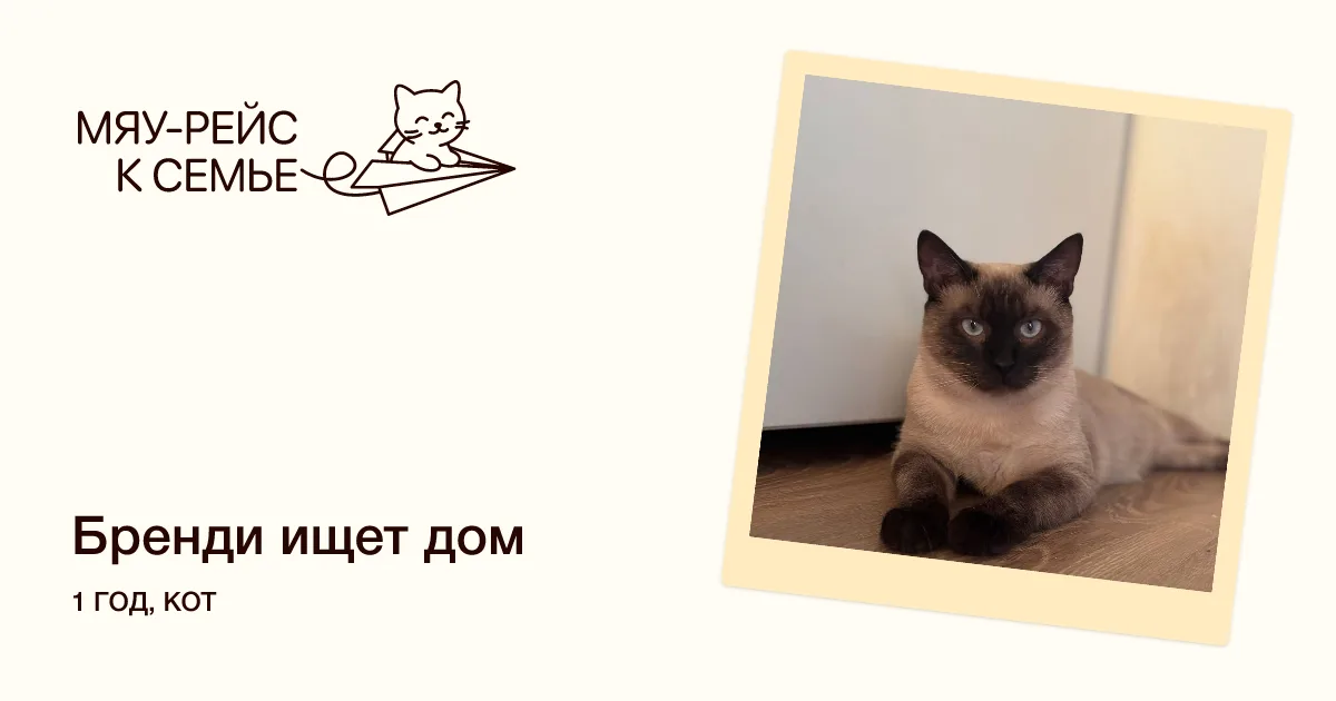 Кошка Бренди, кот, Meow Family, Москва. Фото 1 из 4.
