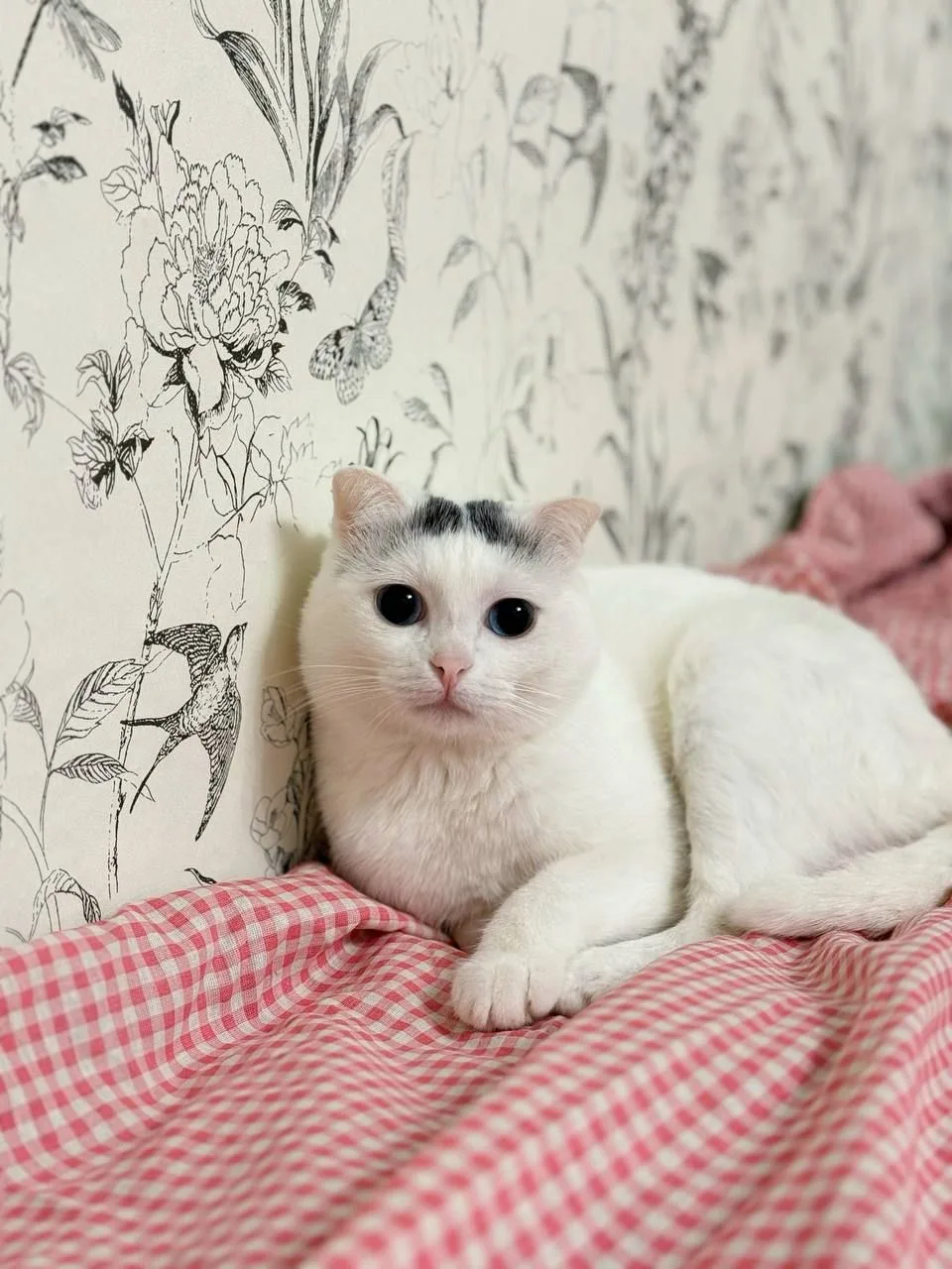 Кошка Юпитер, кот, Meow Family, Москва. Фото 1 из 1.