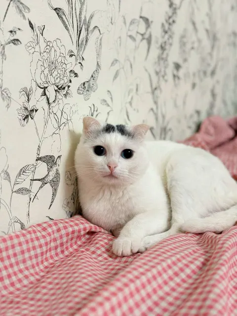 Юпитер — кошка, Москва