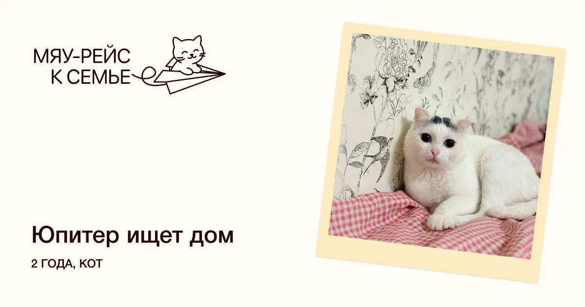 Кошка Юпитер, кот, Meow Family, Москва. Фото 1 из 2.